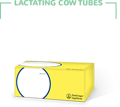 Lactating Cow Tubes