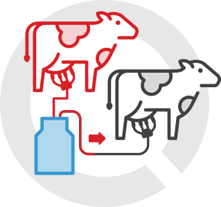 Contagious milking process icon